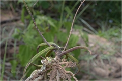 Diplocentrum recurvum